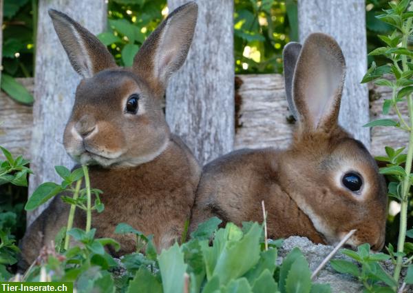 Bild 5: Samtweiche Mini Rex Kaninchen zum Liebhaben