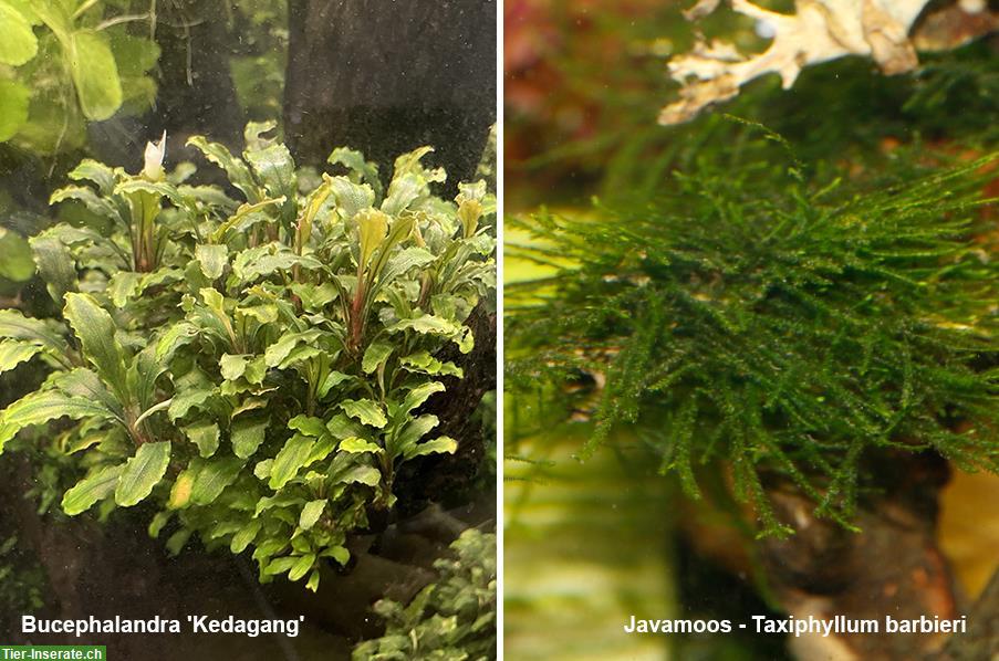 Bild 5: Diverse aussergewöhnliche Aquariumpflanzen abzugeben