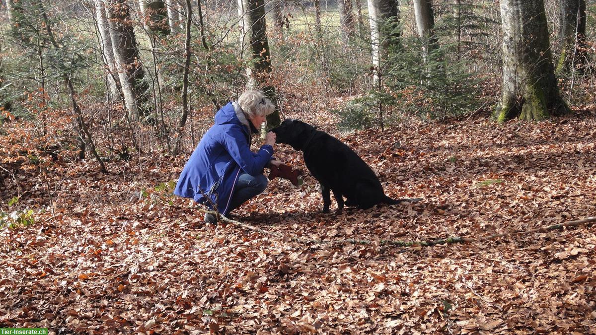 Bild 3: Erlebnisspaziergänge - Adventure mit Hund