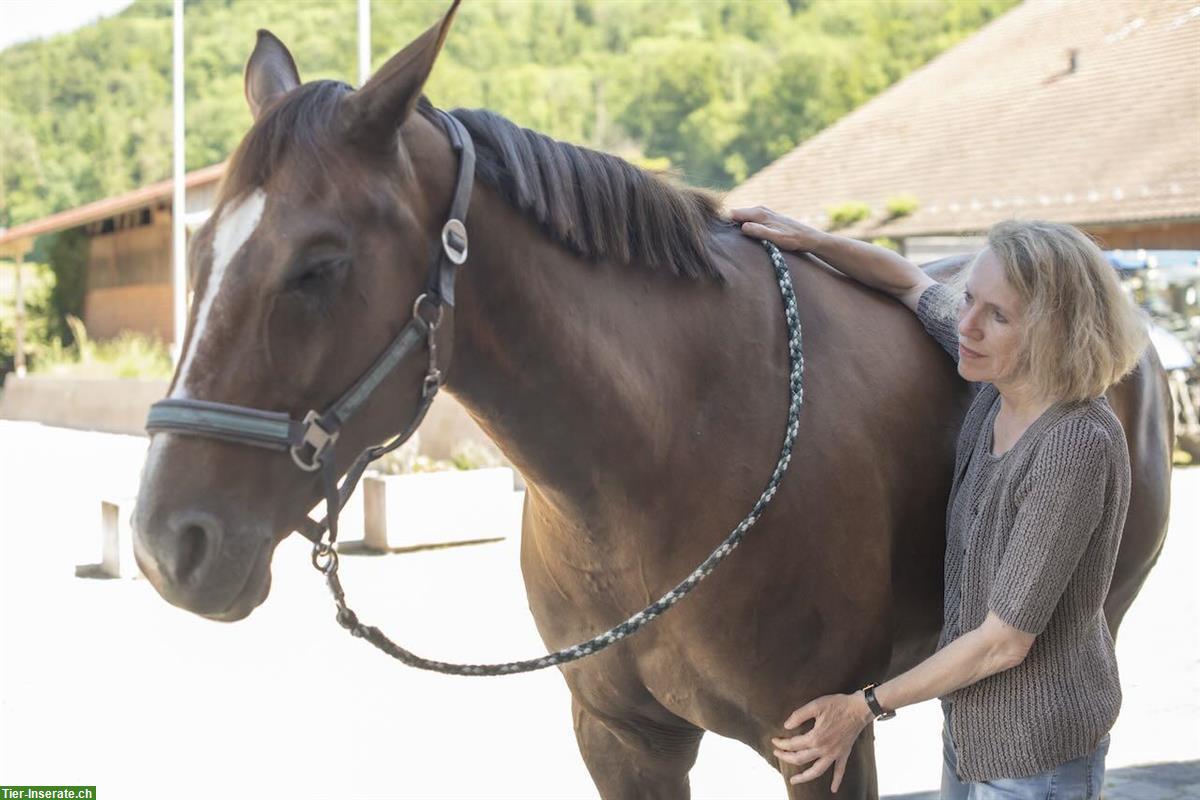 Bild 2: Lehrgang Tiershiatsu Therapeuten Ausbildung