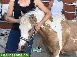 Bild 3: Lehrgang Tiershiatsu Therapeuten Ausbildung