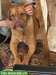 Bild 4: Lehrgang Tiershiatsu Therapeuten Ausbildung