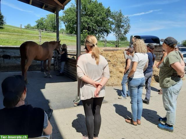 Bild 5: Lehrgang Tiershiatsu Therapeuten Ausbildung