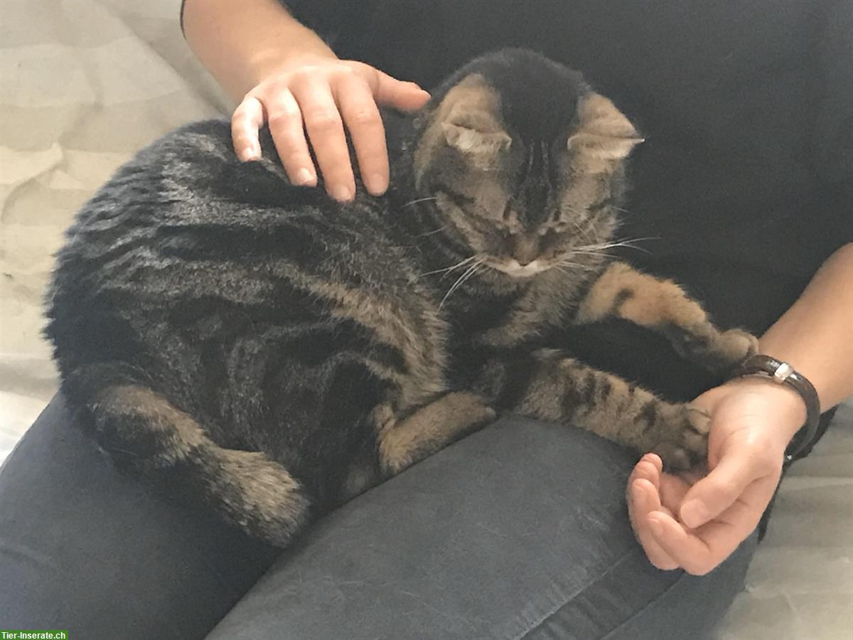 Bild 6: Lehrgang Tiershiatsu Therapeuten Ausbildung