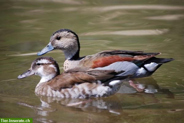 Mandarinenten und andere Enten / Gänse aus eigener Nachzucht