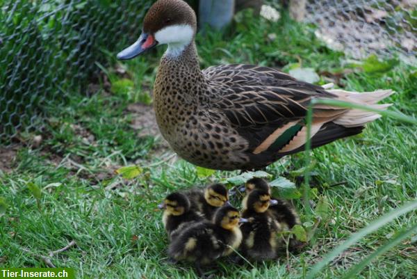 Bild 2: Mandarinenten und andere Enten / Gänse aus eigener Nachzucht