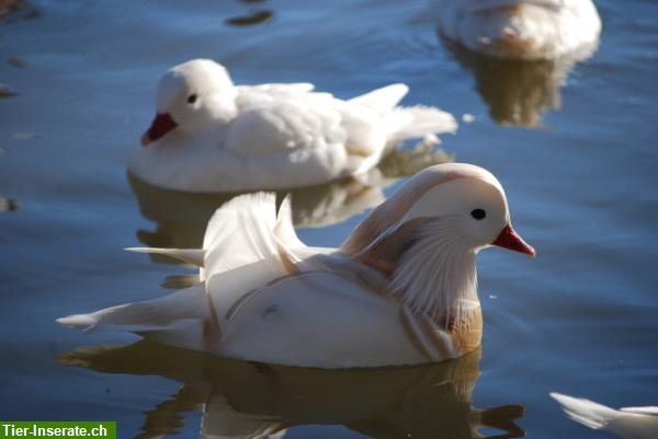 Bild 3: Mandarinenten und andere Enten / Gänse aus eigener Nachzucht