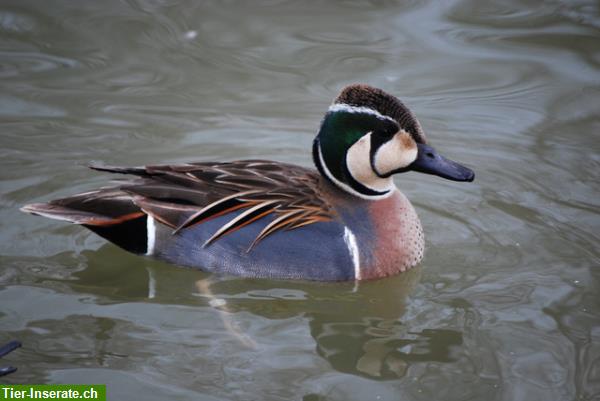 Bild 5: Mandarinenten und andere Enten / Gänse aus eigener Nachzucht