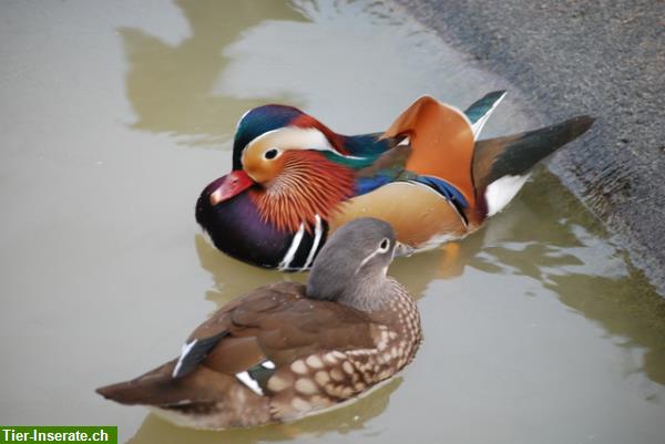 Bild 6: Mandarinenten und andere Enten / Gänse aus eigener Nachzucht