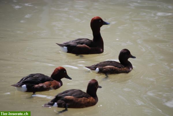 Bild 7: Mandarinenten und andere Enten / Gänse aus eigener Nachzucht