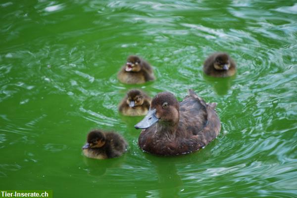 Bild 8: Mandarinenten und andere Enten / Gänse aus eigener Nachzucht