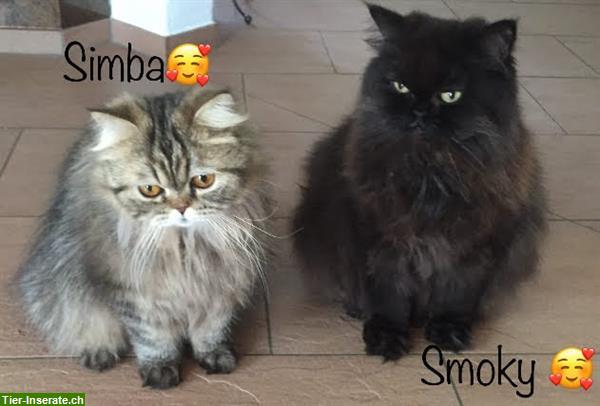 Bild 7: Biete Katzenbetreuung auch über Weihnachten + Silvester