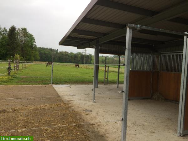 Bild 3: Grosse Auslauf- oder Pferdeboxe zu vermieten in Thierachern BE