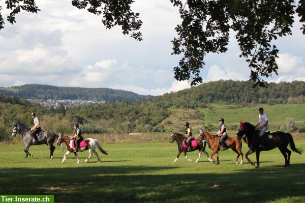 Bild 2: Reitferien für Kinder im Zürcher Oberland