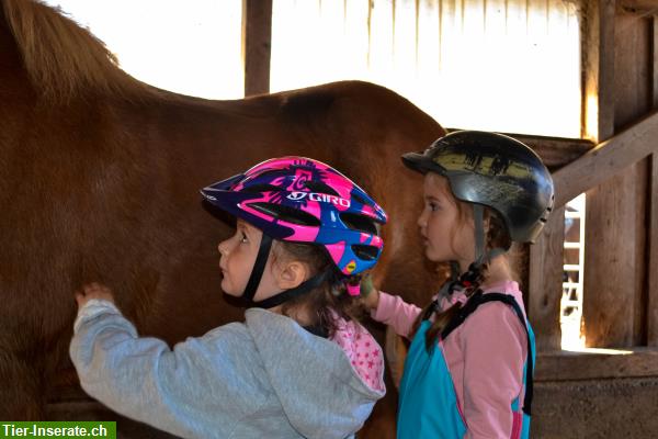 Reiten für Kinder nach Team Pony Concept neben Baar ZG