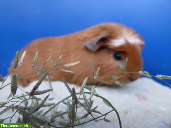 Bild 6: Farbige Meerschweinchen in diversen Rassen, Berner Seeland