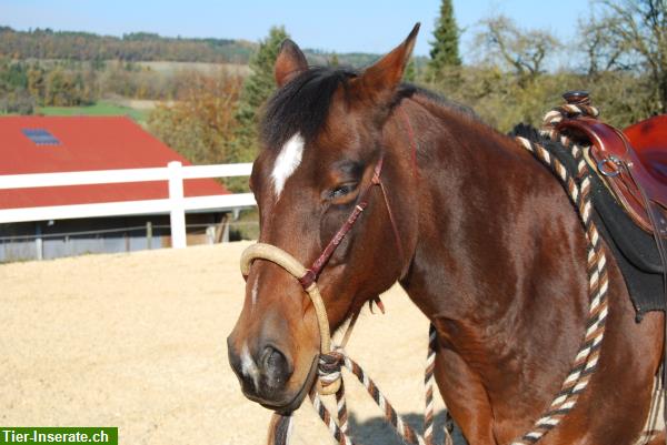 Reiten mit Bosal - ich unterstütze Sie in Ihrem Stall!