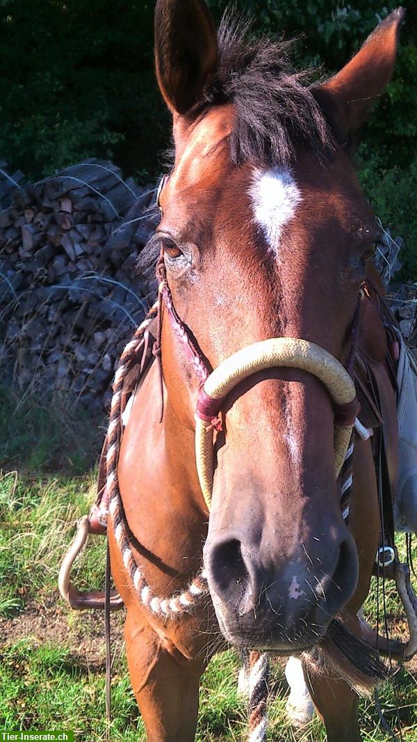 Bild 3: Reiten mit Bosal - ich unterstütze Sie in Ihrem Stall!