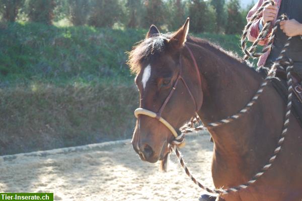 Bild 4: Reiten mit Bosal - ich unterstütze Sie in Ihrem Stall!