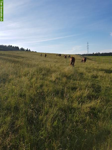 Bild 4: 2 Plätze im Offenstall frei ab Juni in Diemerswil BE