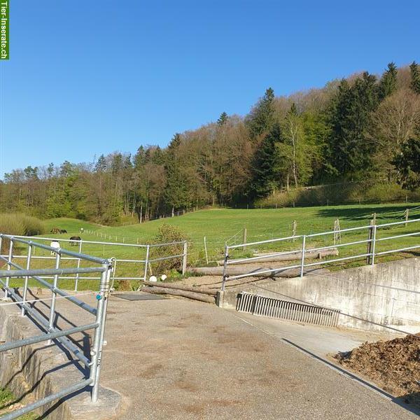 Bild 10: Freier Platz im Gruppenlaufstall für Wallach im Aargau