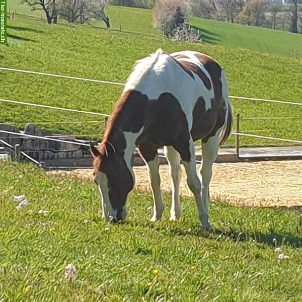 Bild 2: Freier Platz im Gruppenlaufstall für Wallach im Aargau