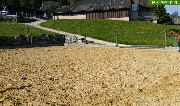 Bild 3: Freier Platz im Gruppenlaufstall für Wallach im Aargau