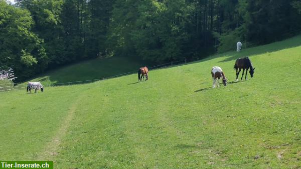 Bild 6: Freier Platz im Gruppenlaufstall für Wallach im Aargau