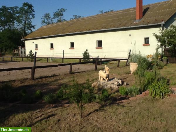 Bild 3: Verkauf: Pferdehof in Ungarn mit Gästezimmer, 8 oder 30 Hektaren Land