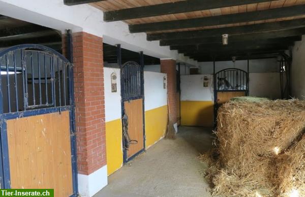 Bild 5: Verkauf: Pferdehof in Ungarn mit Gästezimmer, 8 oder 30 Hektaren Land