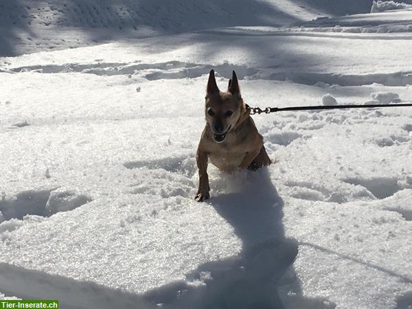 Bild 2: Liebevolles Hundesitting in Widen AG