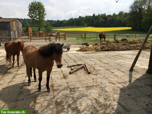 Bild 3: Auslaufboxe, Pferdestall, Offenstall in Basadingen TG