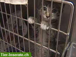 Suchen Pflegestelle, Adoptanten, Flugpaten für Katzen