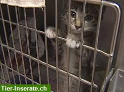 Suchen Pflegestelle, Adoptanten, Flugpaten für Katzen