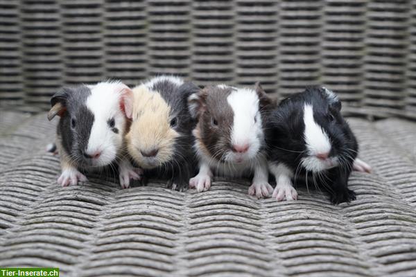 Meerschweinchen aus artgerechter und seriöser Zucht