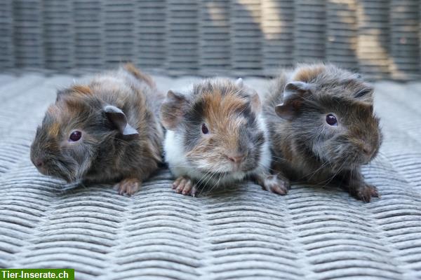 Bild 2: Meerschweinchen aus artgerechter und seriöser Zucht