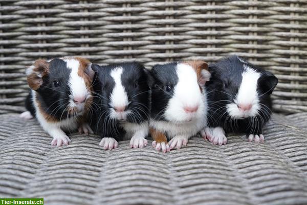 Bild 3: Meerschweinchen aus artgerechter und seriöser Zucht