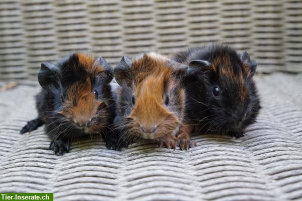 Bild 4: Meerschweinchen aus artgerechter und seriöser Zucht