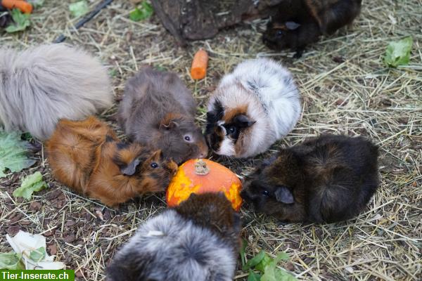 Bild 5: Meerschweinchen aus artgerechter und seriöser Zucht