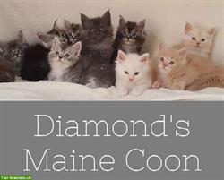 Maine Coon Katzenbabys mit Stammbaum zu verkaufen