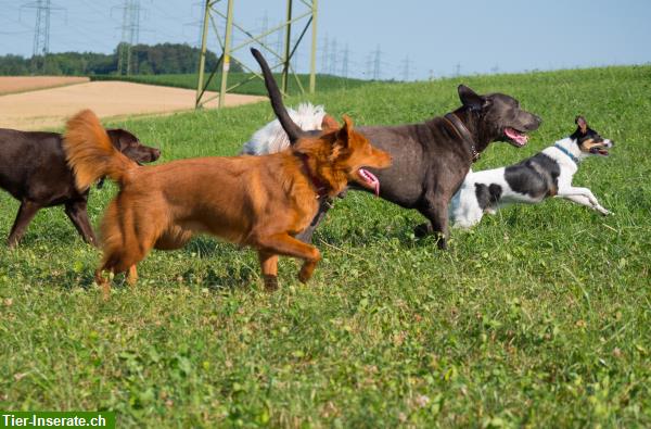 Bild 6: hundundhund KlG - Hundebetreuung, Hundeschule, Hundephysiotherapie