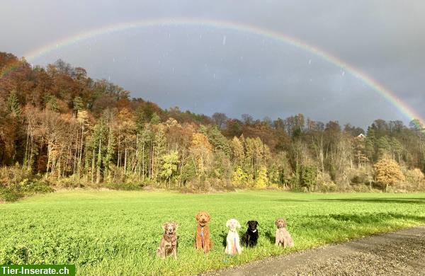 Bild 10: Biete Hundebetreuung Region Andelfingen, Ossingen, Stammheim