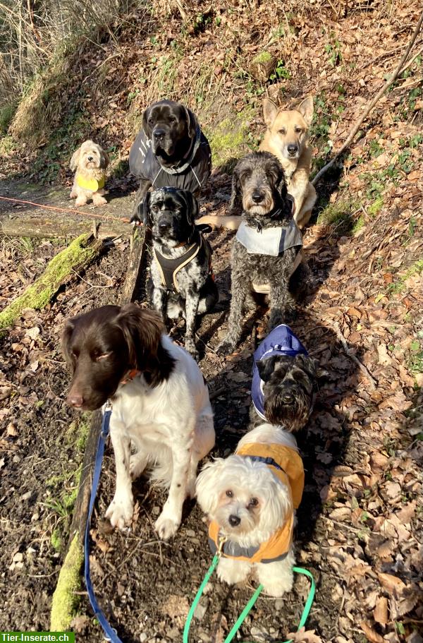 Bild 2: Biete Hundebetreuung Region Andelfingen, Ossingen, Stammheim