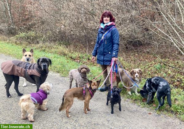 Bild 8: Biete Hundebetreuung Region Andelfingen, Ossingen, Stammheim