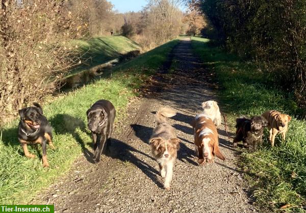 Bild 9: Biete Hundebetreuung Region Andelfingen, Ossingen, Stammheim