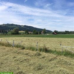 Pferdeheu, Heu, Heurundballen zu verkaufen