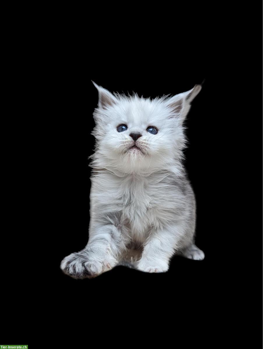 Bild 3: Typvolle Silber Maine Coon Kitten