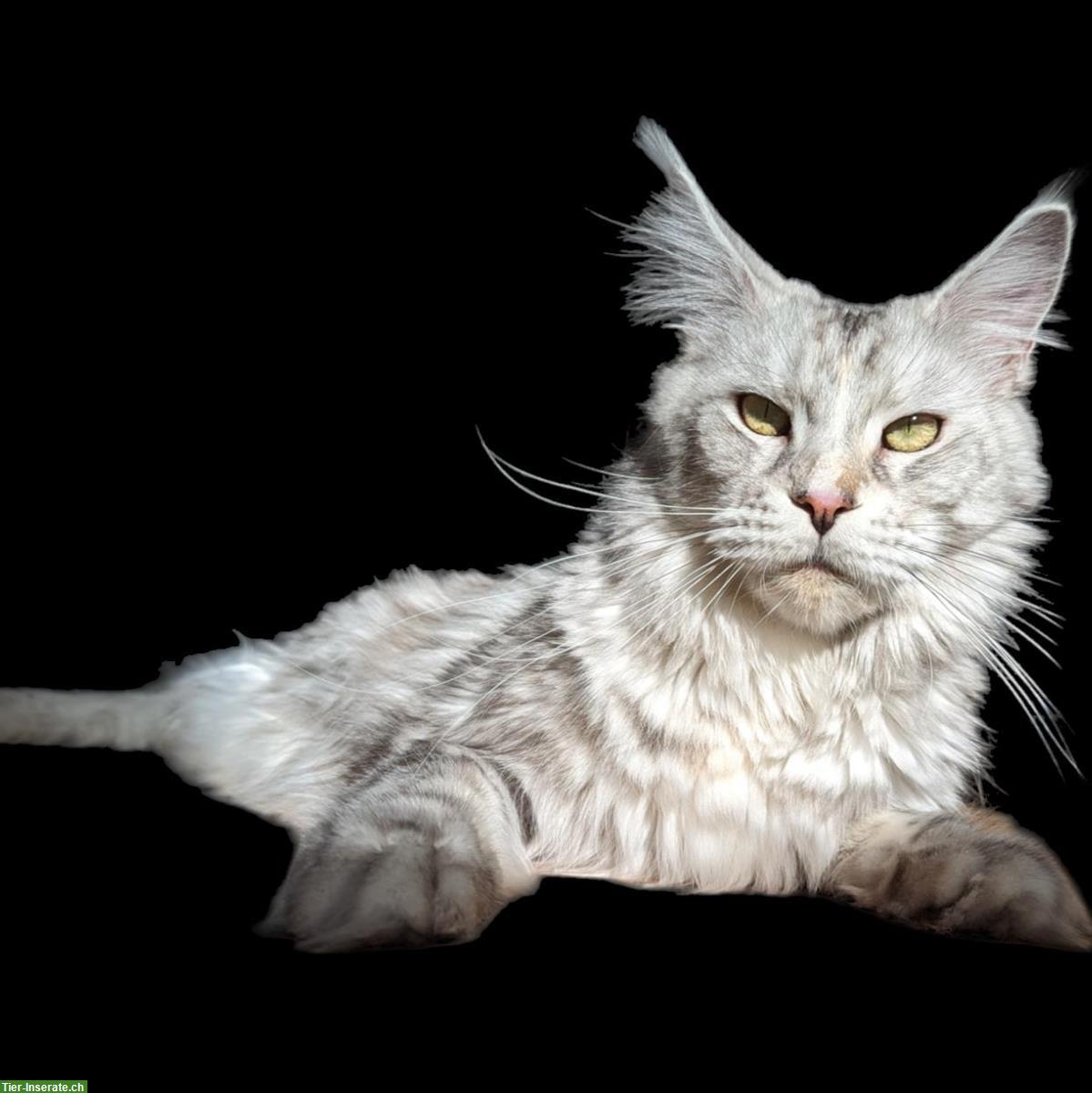 Bild 4: Typvolle Silber Maine Coon Kitten