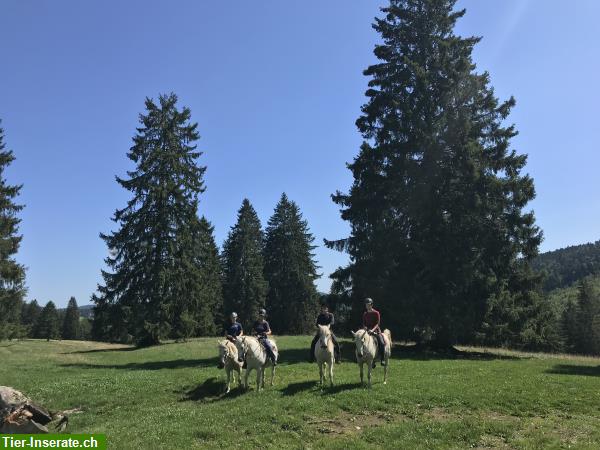 Bild 10: Reitferien, Tagesritte in den Freibergen für Erwachsene & Kinder