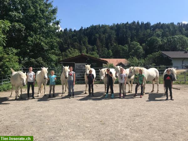 Bild 3: Reitferien, Tagesritte in den Freibergen für Erwachsene & Kinder